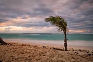 windy palm trees